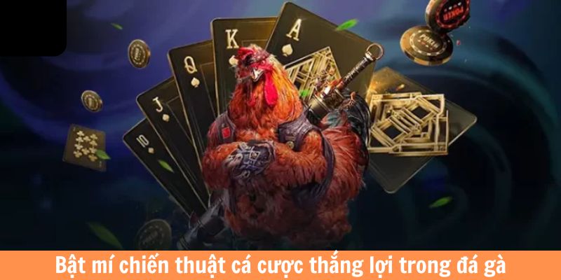 Bật mí chiến thuật cá cược thắng lợi trong đá gà