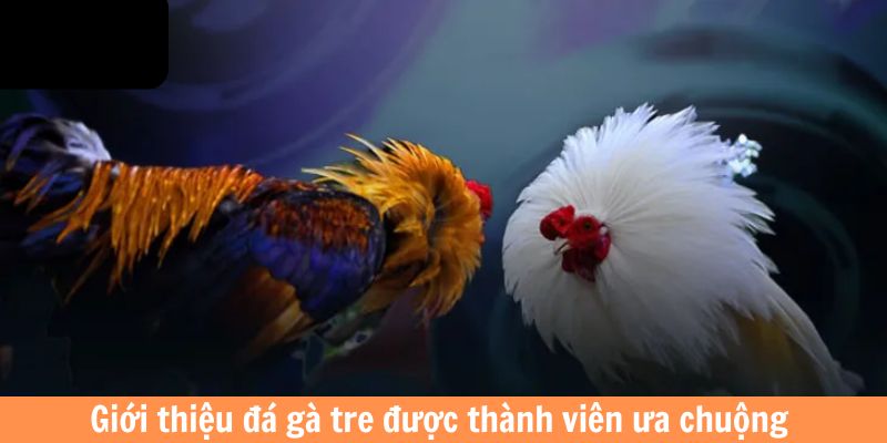 Giới thiệu đá gà tre được thành viên ưa chuộng 