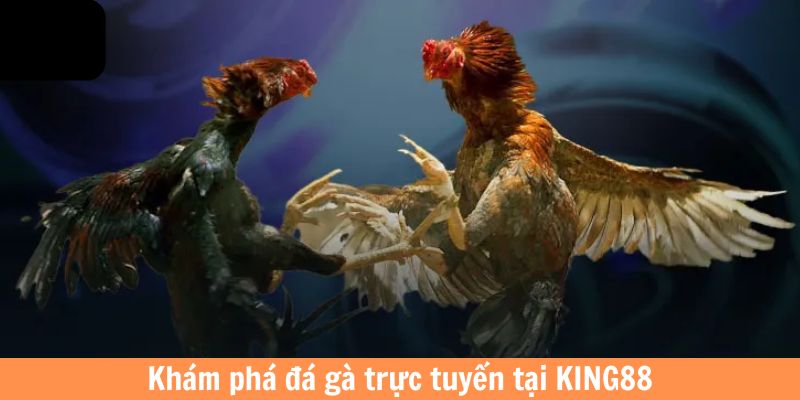 Khám phá đá gà trực tuyến tại King88